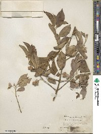 Euonymus europaeus image