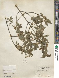 Euonymus europaeus image