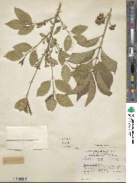 Euonymus europaeus image