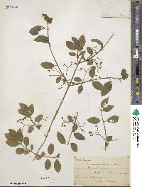 Euonymus europaeus image