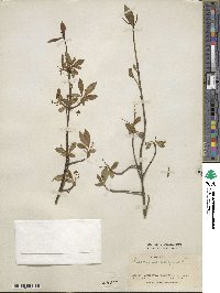 Euonymus europaeus image