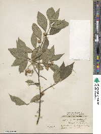 Euonymus europaeus image