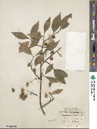 Euonymus europaeus image