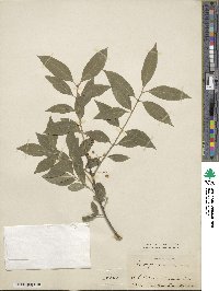 Euonymus europaeus image