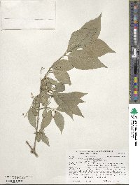 Euonymus europaeus image