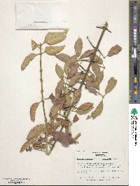 Euonymus europaeus image