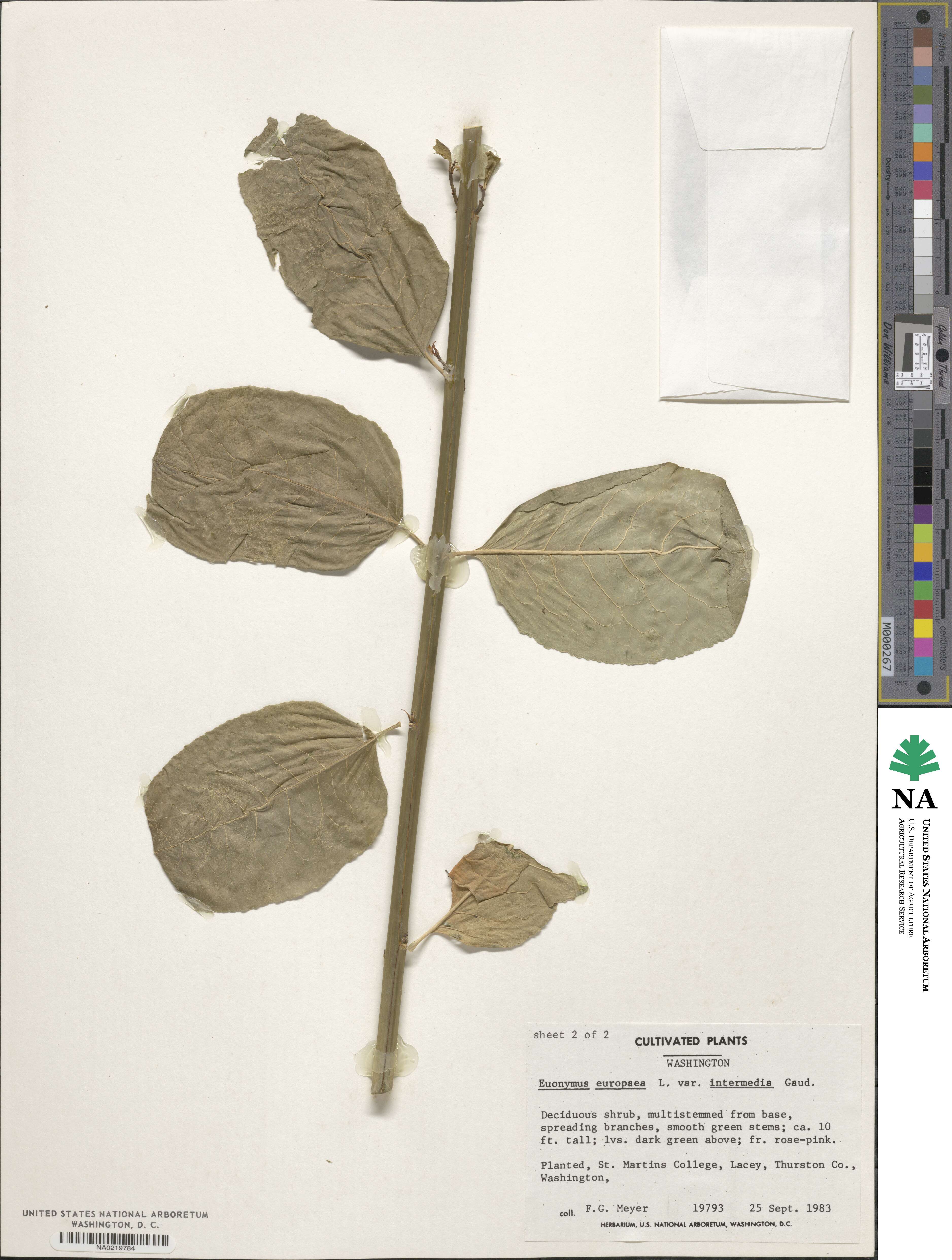 Euonymus europaeus image