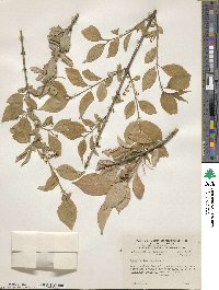 Euonymus europaeus image