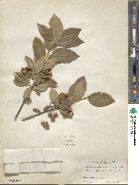 Euonymus europaeus image