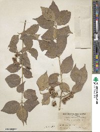 Euonymus europaeus image