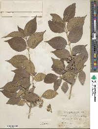 Euonymus europaeus image