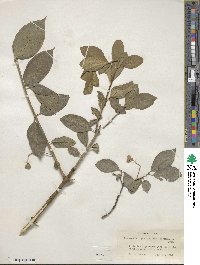 Euonymus europaeus image