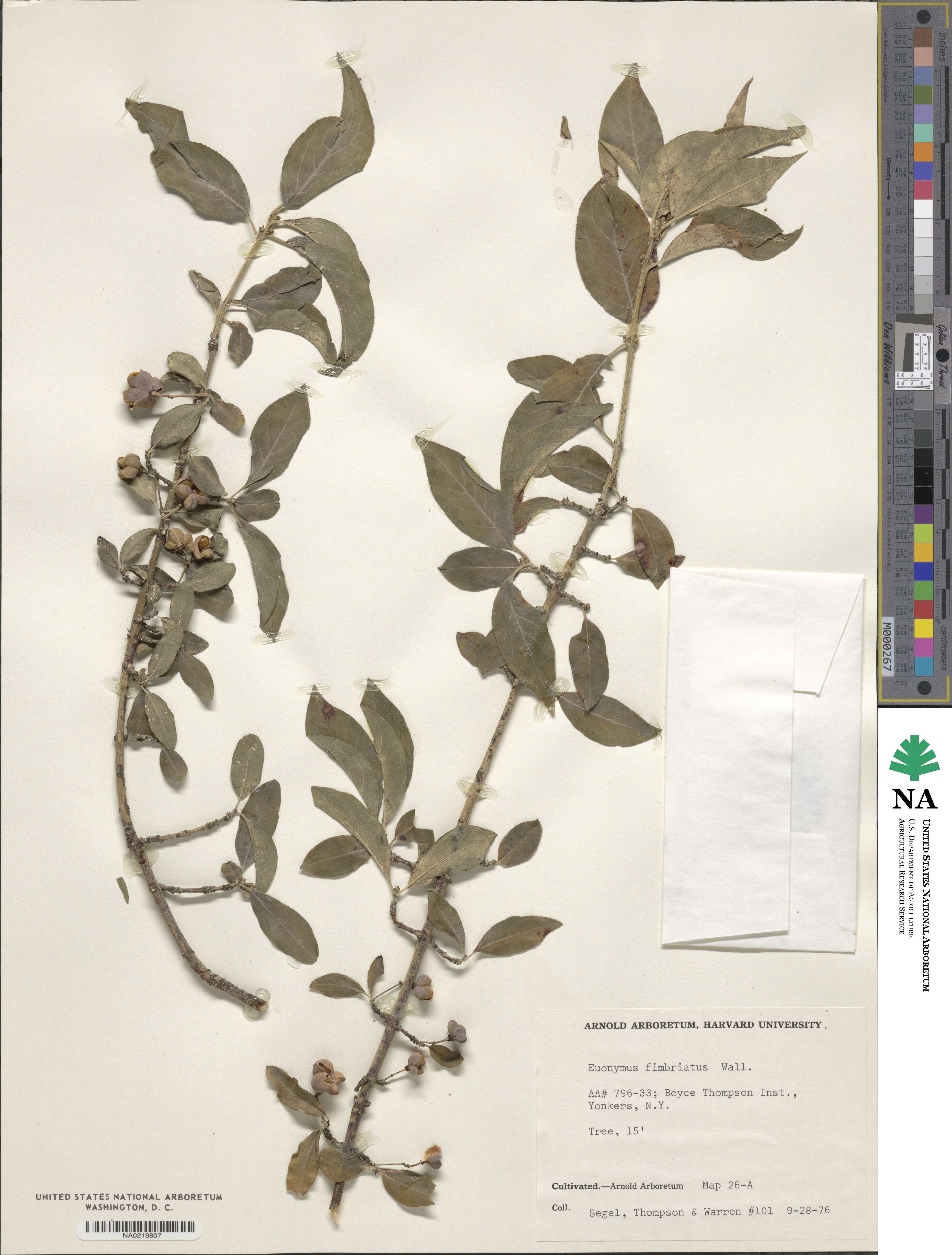 Euonymus fimbriatus image