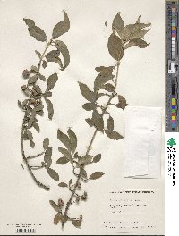 Euonymus fimbriatus image