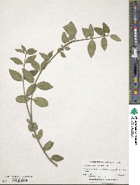 Euonymus fortunei image