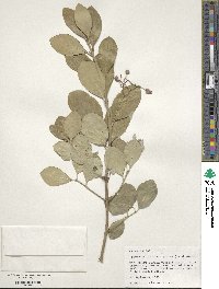 Euonymus fortunei image