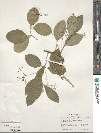 Euonymus fortunei image