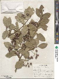 Euonymus fortunei image