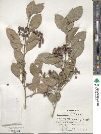 Euonymus fortunei image