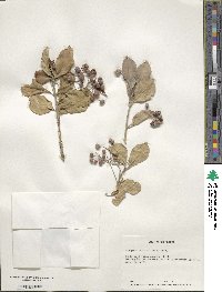 Euonymus fortunei image