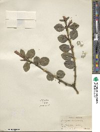 Euonymus fortunei image