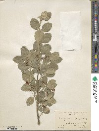 Euonymus fortunei image