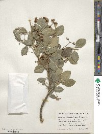 Euonymus fortunei image