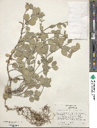 Euonymus fortunei image