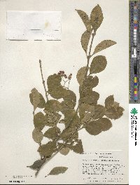 Euonymus fortunei image