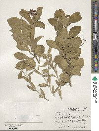 Euonymus fortunei image