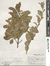 Euonymus fortunei image