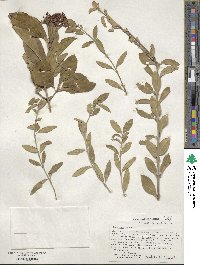 Euonymus fortunei image