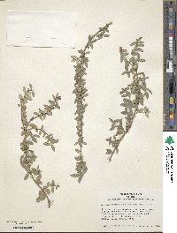 Euonymus fortunei image