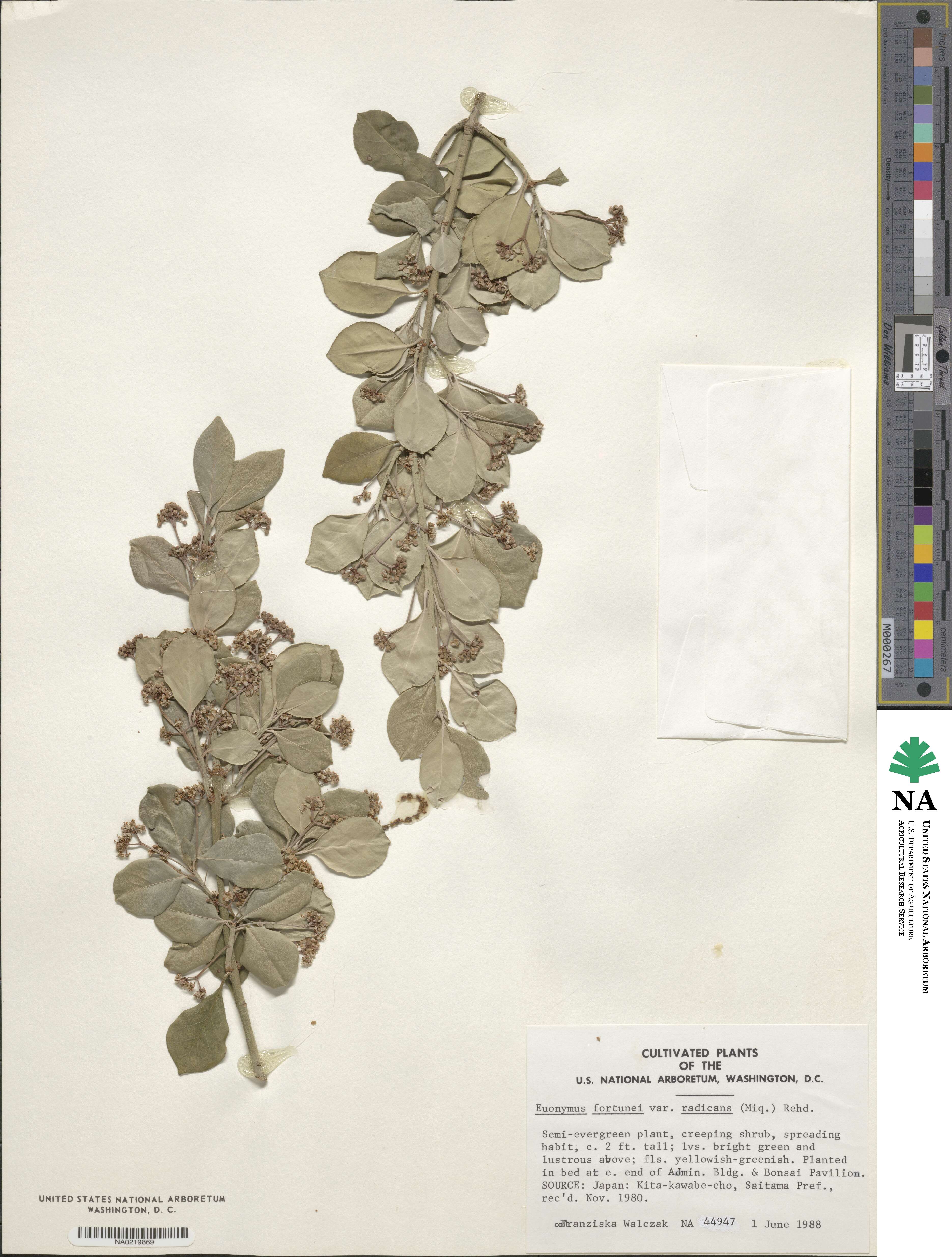 Euonymus fortunei image