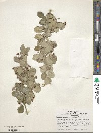 Euonymus fortunei var. radicans image