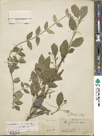 Euonymus fortunei var. radicans image