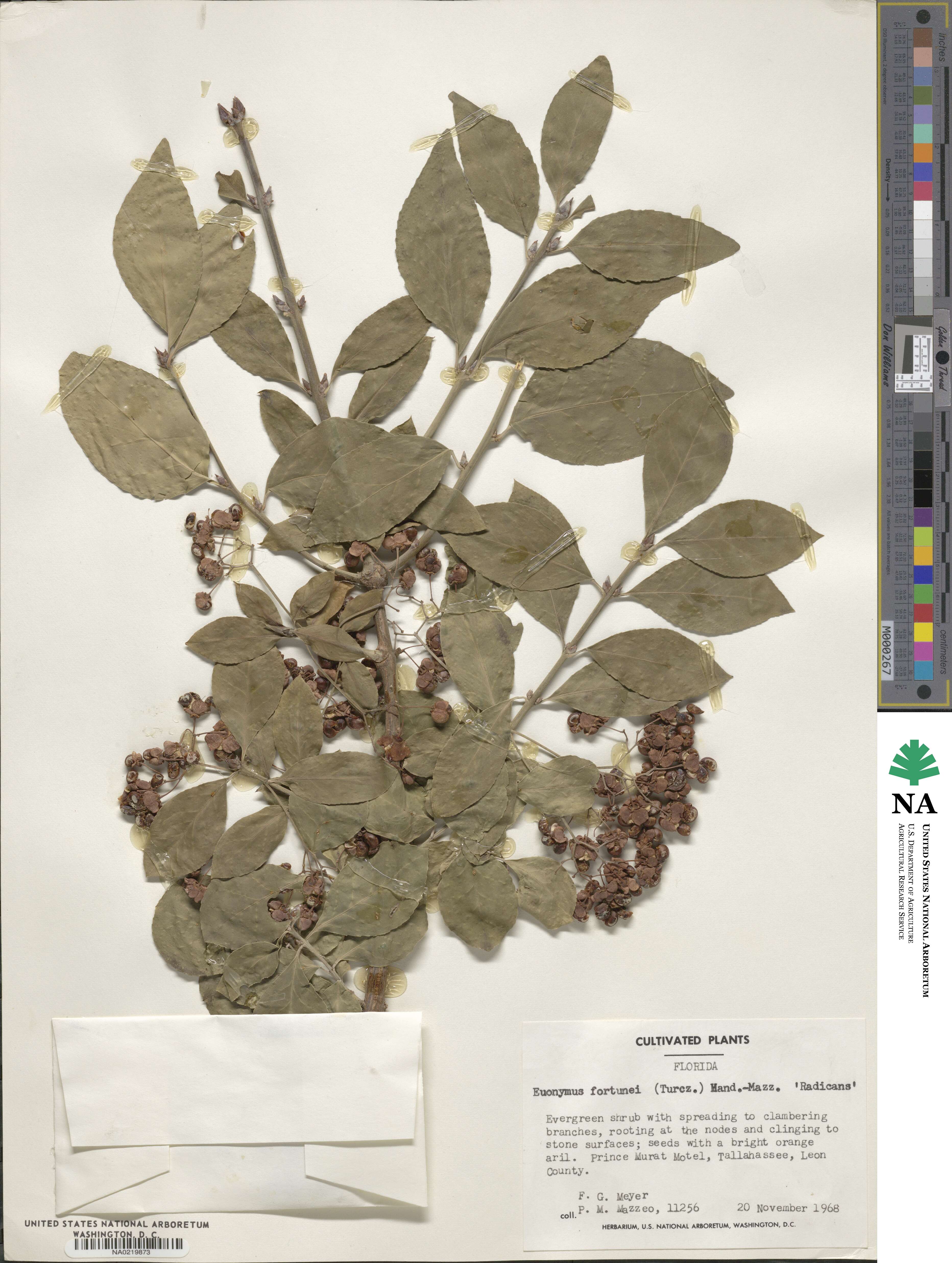 Euonymus fortunei image