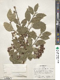 Euonymus fortunei image