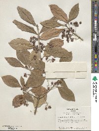 Euonymus fortunei var. vegatus image