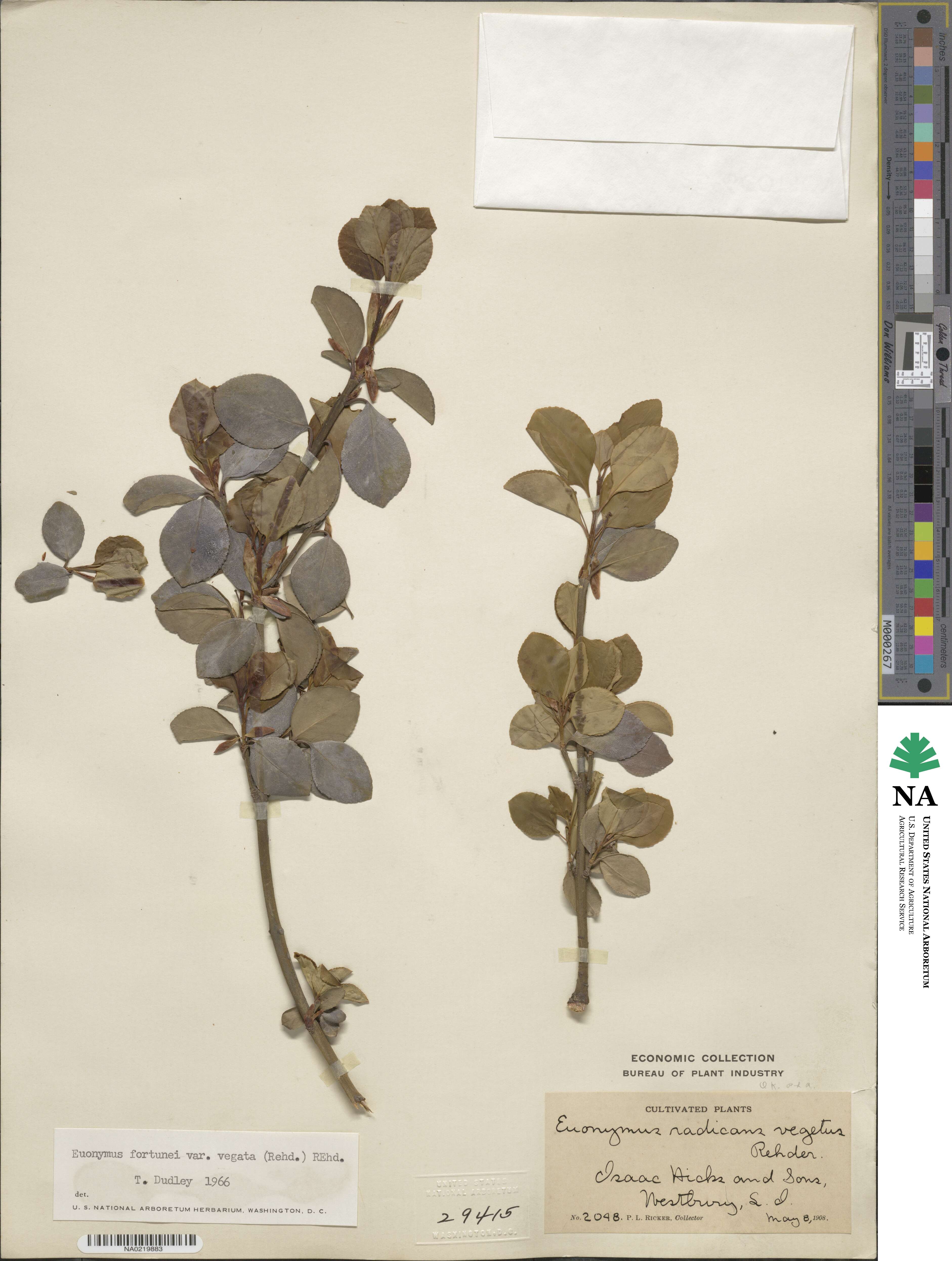 Euonymus fortunei var. vegatus image