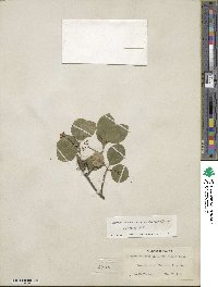 Euonymus fortunei var. vegatus image