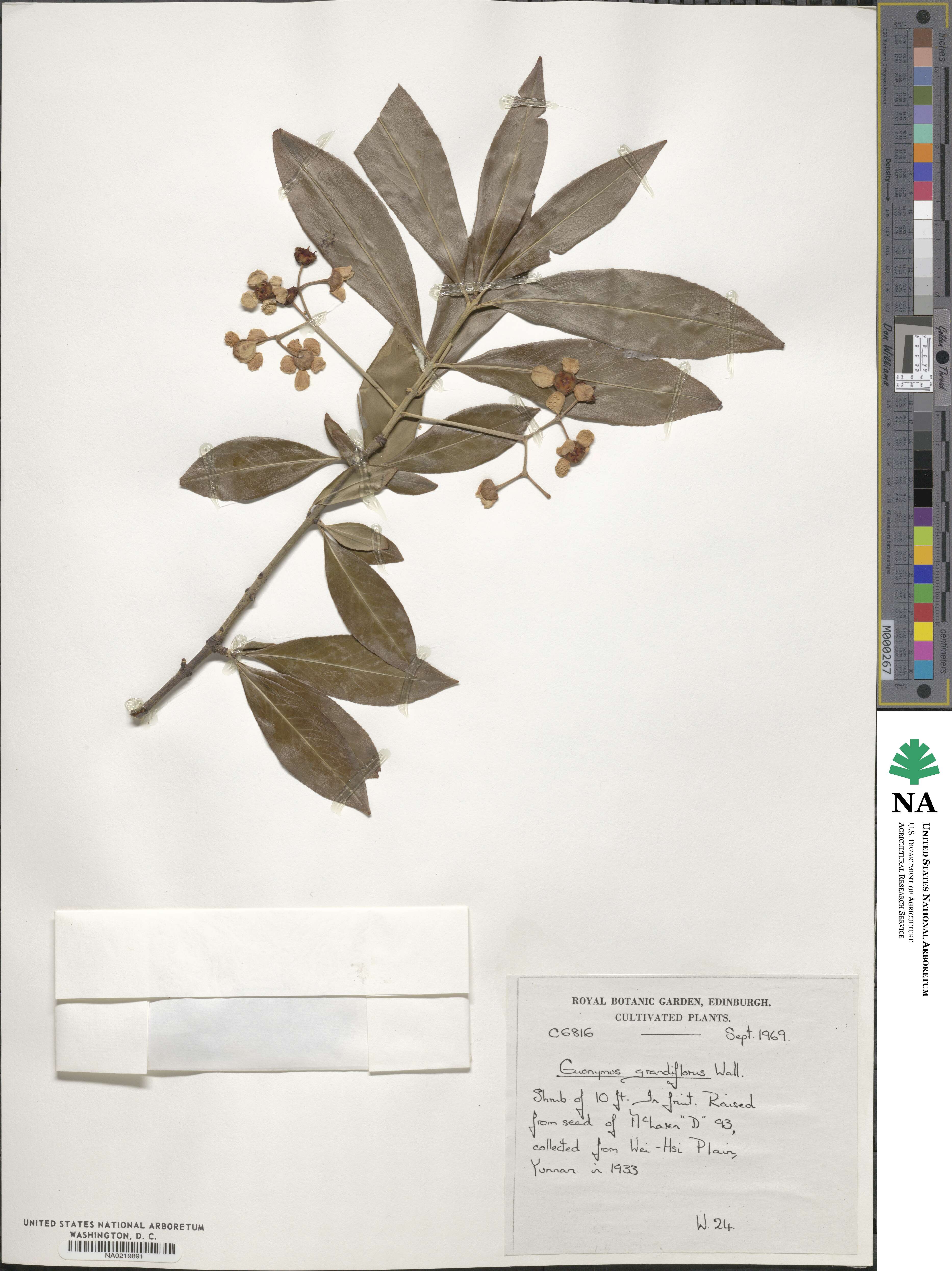 Euonymus grandiflorus image
