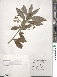 Euonymus grandiflorus image