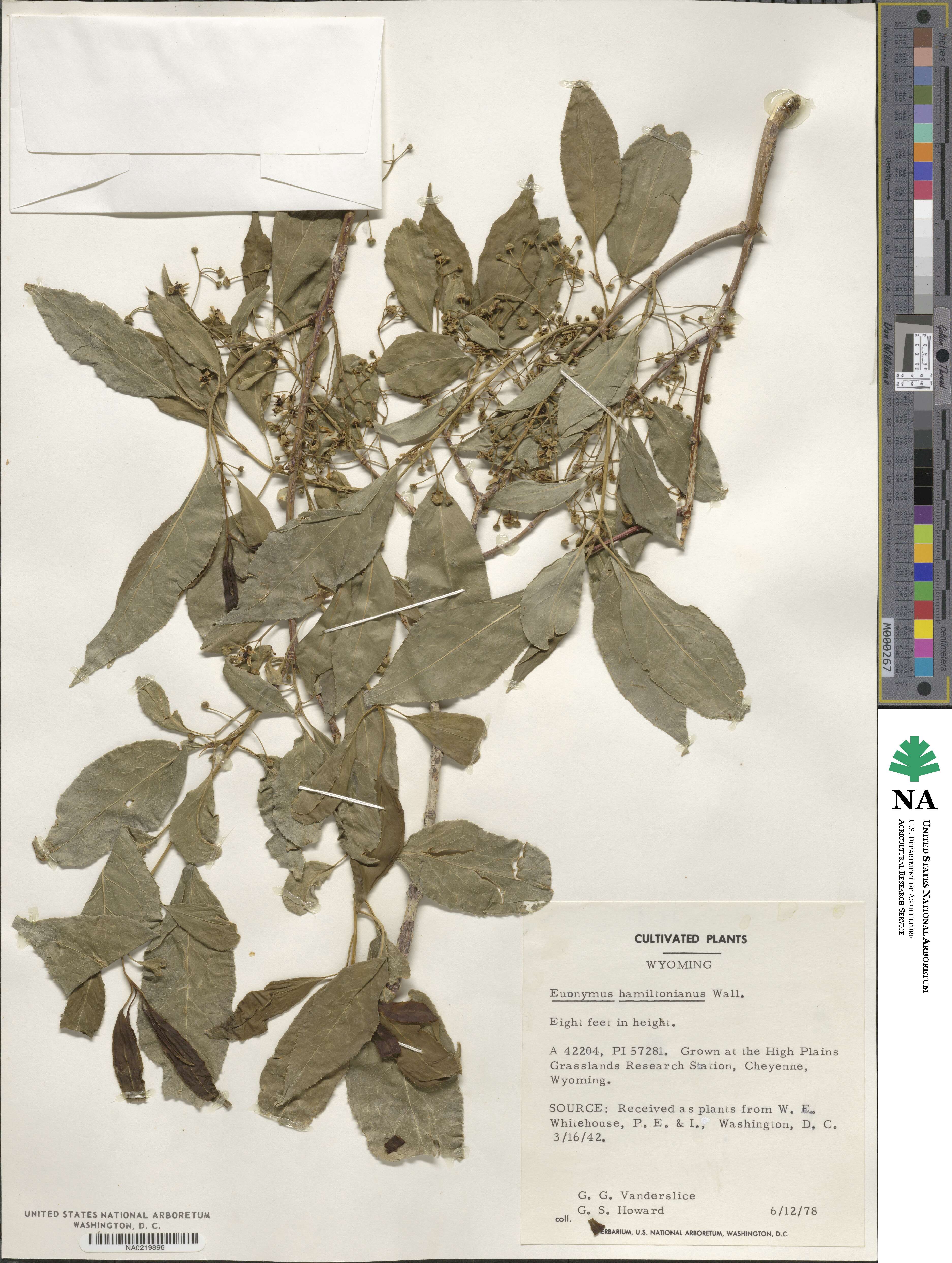 Euonymus hamiltonianus image