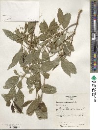 Euonymus hamiltonianus image