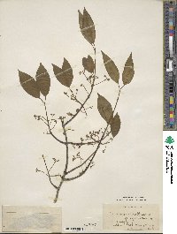 Euonymus hamiltonianus image