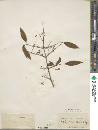 Euonymus hamiltonianus image