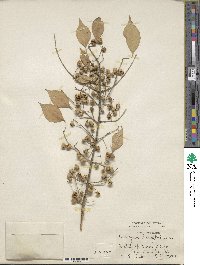 Euonymus hamiltonianus image