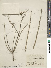 Euonymus hamiltonianus image