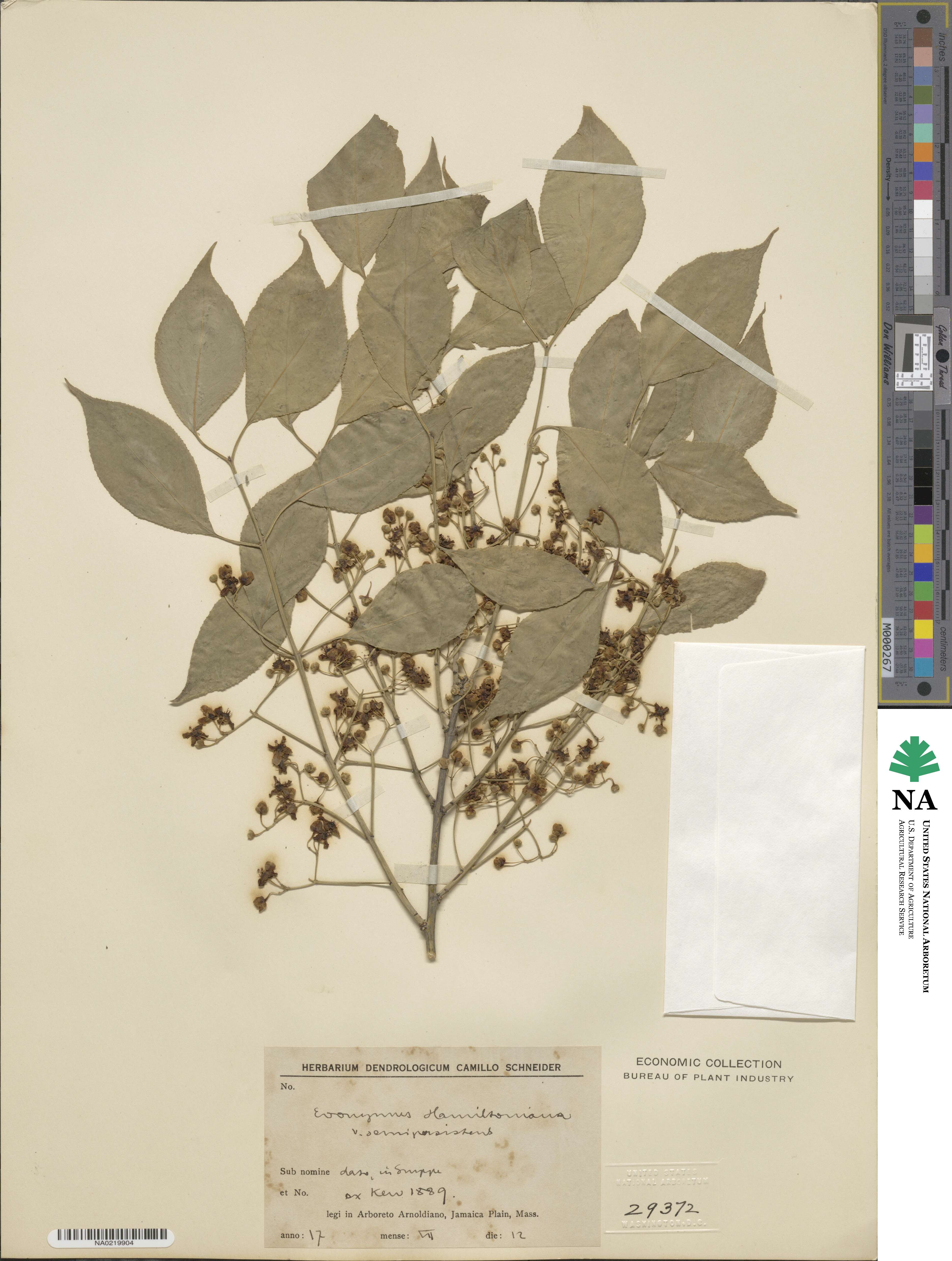 Euonymus hamiltonianus image